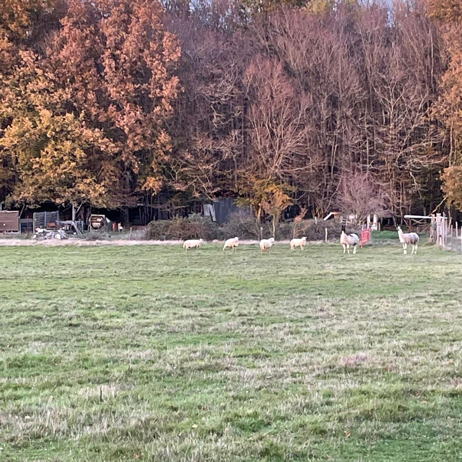 La Fermette Aux Lamas Savigny-Lévescault Extérieur photo