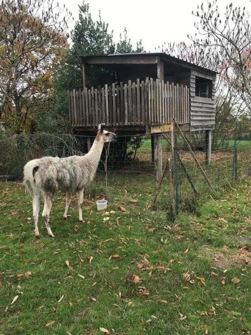 La Fermette Aux Lamas Savigny-Lévescault Extérieur photo