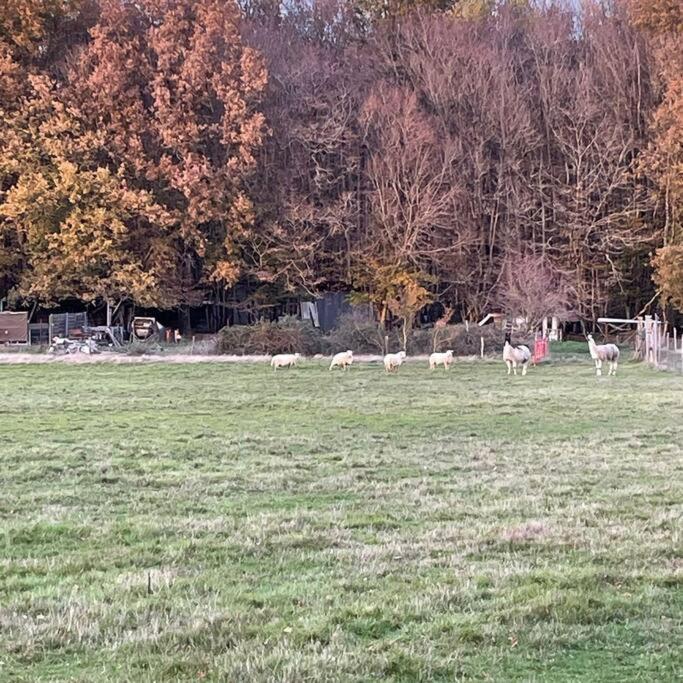 La Fermette Aux Lamas Savigny-Lévescault Extérieur photo
